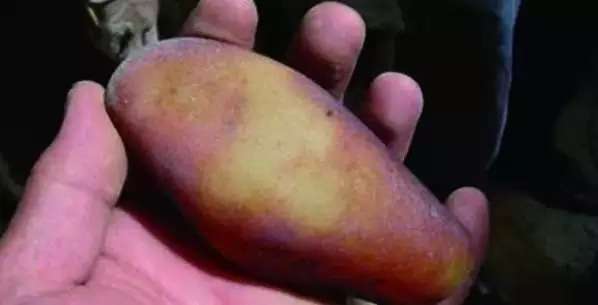 漲知識，玉也能騙人！照玉手電筒照出真相